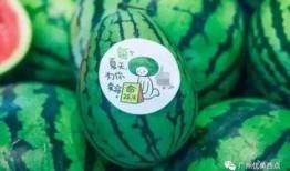 古茗瓜最新爆料,揭秘瓜界新宠儿的神秘面纱